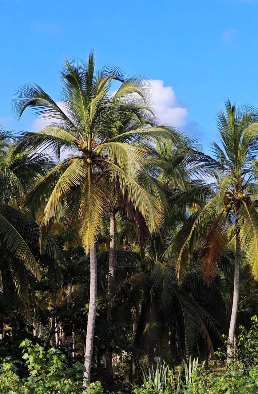 Yaku Hostel Guachaca المظهر الخارجي الصورة
